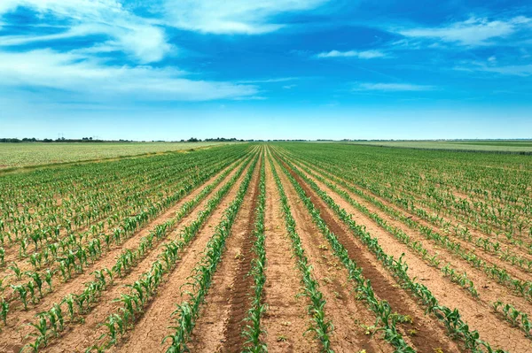 Kiełki Kukurydzy Polu Uprawnym Perspektywie Malejącej Koncepcja Rolnictwa Rolnictwa — Zdjęcie stockowe