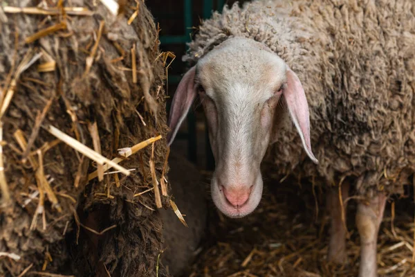 Merinolandschaf Merino Φυλή Των Εγχώριων Προβάτων Αγρόκτημα Στυλό Αυτή Φυλή — Φωτογραφία Αρχείου