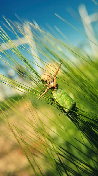 Correre Ragno Granchio Uccidendo Bug Foresta Verde Nel Campo Orzo — Foto Stock