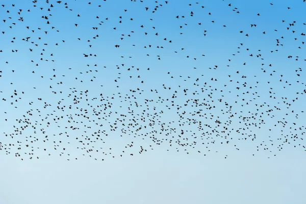 Stado Szpaków Ptaki Rojące Się Niebie Duża Grupa Zwierząt Jako — Zdjęcie stockowe