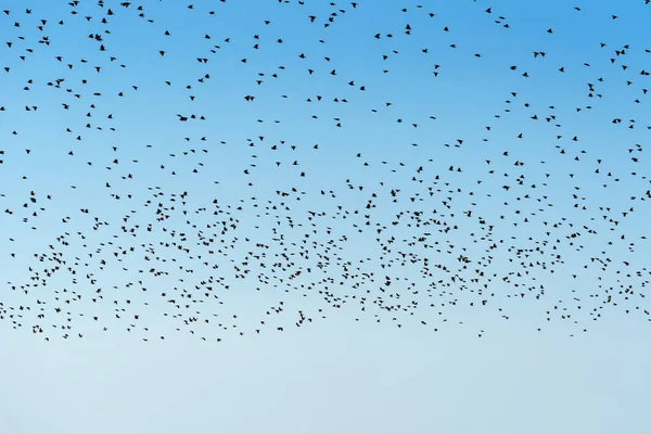 空に群がる鳥の群れ 自然パターンとしての動物の大規模なグループ — ストック写真