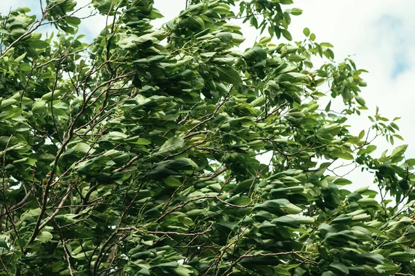 Vento Che Soffia Cima Albero Noce Con Foglie Verdi — Foto Stock