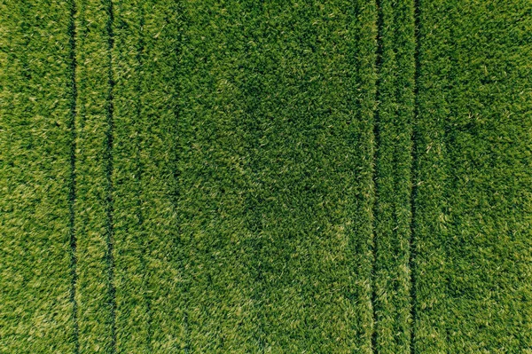 Vista Aérea Campo Culturas Cevada Verde Não Madura Hordeum Vulgare — Fotografia de Stock