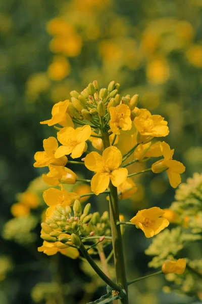 Blooming Yellow Canola Brassica Napus Flower Field Close Selective Focus — Stock Photo, Image