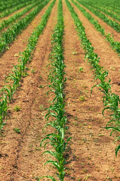 Zea Mays Plantation Corn Sprouts Cultivated Agricultural Field Selective Focus — Stockfoto