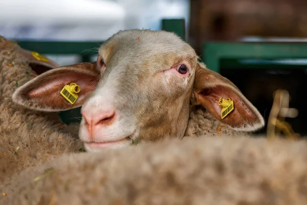 農場のペンで国内の羊のMerinolandschafまたはMerino品種 この品種はWurttembergerとも呼ばれています 選択的焦点 — ストック写真