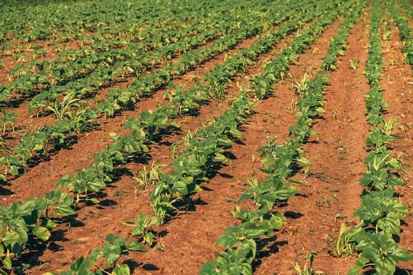 Hierba Campo Brote Girasol Común Vista Ángulo Alto —  Fotos de Stock