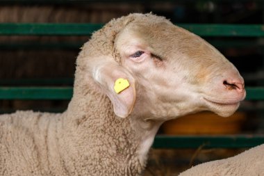 Çiftlik ambarında koyun kafasının yakın çekimi, seçici odaklanma