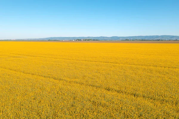 Aerial View Blooming Rapeseed Field Canola Flowers — Stock Photo, Image