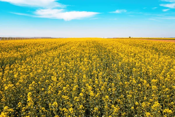 Amplio Ángulo Paisaje Disparo Campo Colza Canola Floreciente Soleado Día —  Fotos de Stock