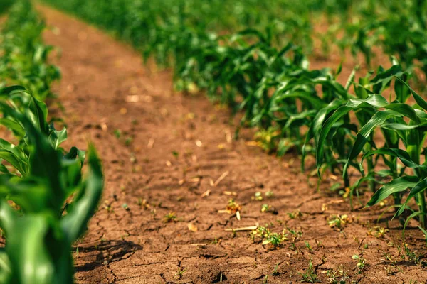 Grüner Mais Sprießt Bewirtschaftetem Landwirtschaftlichem Feld Niedriger Blickwinkel Landwirtschaft Und — Stockfoto