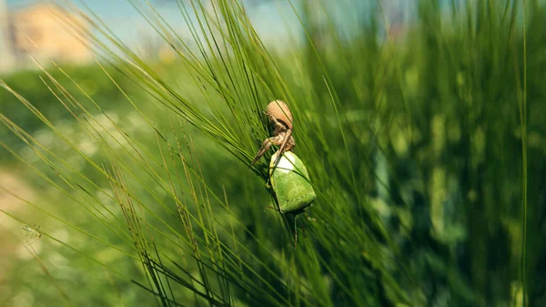 Biegający Pająk Krabowy Zabijający Zielonego Leśnego Robaka Polu Jęczmienia Selektywne — Zdjęcie stockowe