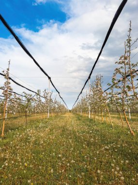 Çiçekli elma meyve bahçesi, perspektif azalıyor