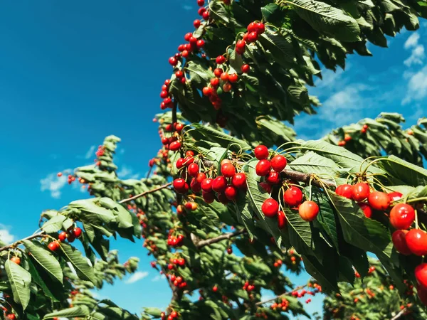 夏に熟した赤い果実でいっぱいの甘い桜 Prunus Avium の木の枝 別名ジーンまたは鳥の桜 — ストック写真