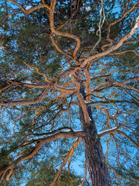 Kış Sabahı Uzun Çam Ağacının Altında — Stok fotoğraf