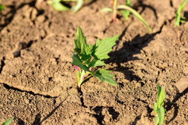 Akçaağaç yapraklı kaz ayağı (Chenopodiastrum hybridum) ot bitkisi ekili mısır tarlasında, seçici odaklı