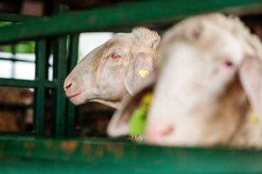 Çiftlik ağılında evcil koyun cinsi Merinolandscthe ya da Merino. Bu cins Wurttemberger olarak da bilinir. Seçici odak.