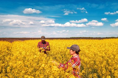 Güneşli bahar gününde çiçek açan kolza tohumu tarlasında mahsulleri inceleyen iki tarım işçisinin yüksek açılı görüntüsü, erkek ve dişi çiftçi, ekilmiş kanola tarlasında dikiliyor.