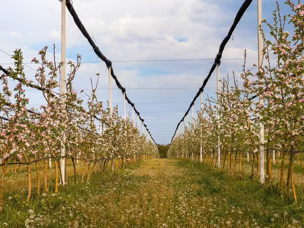 Sad Owocowy Jabłoni Kwitnącymi Drzewami Malejąca Perspektywa — Zdjęcie stockowe