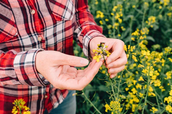 Female Farmer Examining Rapeseed Crops Tropinota Hirta Beetle Pests Close — ストック写真