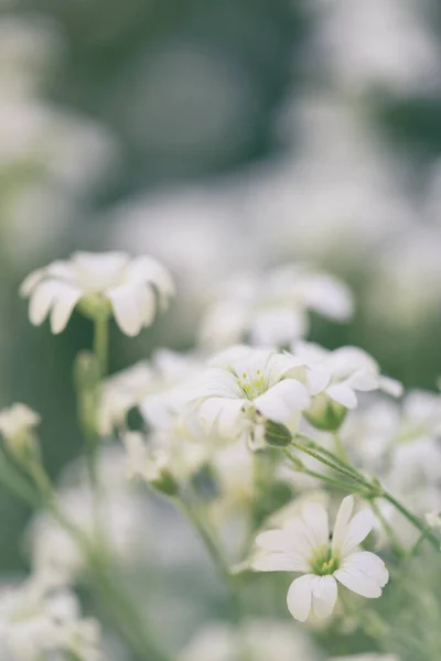 Cerastium Tomentosum Nyáron Lágyszárú Virágzó Növény Szelektív Fókusz — Stock Fotó