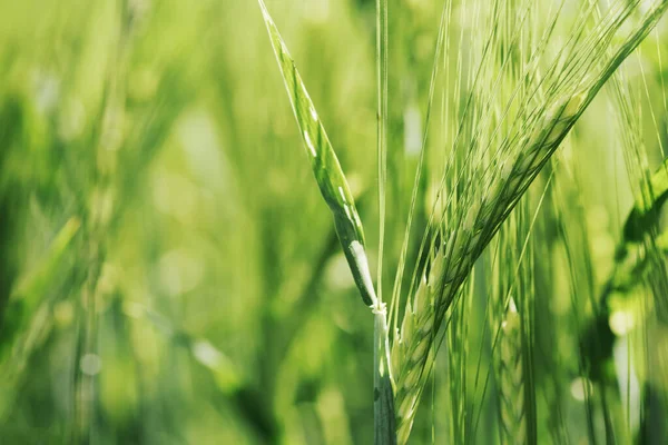 Closeup Unripe Green Barley Ear Cultivated Field Selective Focus — Stock Photo, Image