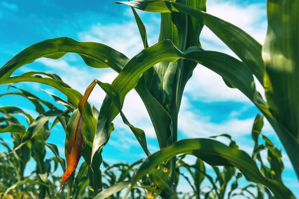 Zea Mays Vagy Kukoricatermés Csírák Szántóföldön Alacsony Látószögű Szelektív Fókusszal — Stock Fotó