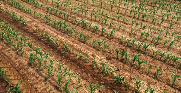 Luftaufnahme Von Maiskeimen Auf Landwirtschaftlich Bewirtschaftetem Feld Drohne Landwirtschaft Und — Stockfoto