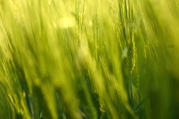 Green Unripe Cultivated Barley Hordeum Vulgare Field Countryside Selective Focus — Stock Photo, Image