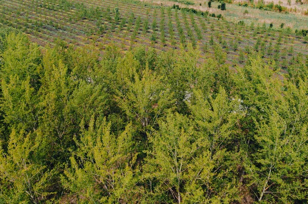 Reforestation Concept Aerial View Poplar Tree Woodland Small Saplings Background — Zdjęcie stockowe