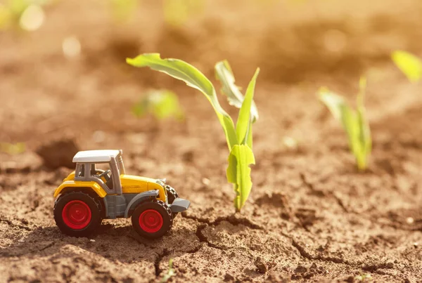 Mezőgazdasági Traktor Öntött Játékmodellje Termesztett Kukoricacsíramezőn Szelektív Fókusz — Stock Fotó