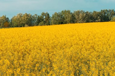 Arkaplanda ağaçlar ve gökyüzü olan kolza tohumu (Brassica napus) tarlası, doğada muhteşem ekili manzara kavramının güzelliği.