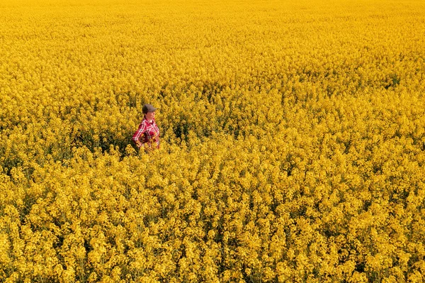 Kobieta Agronomista Stojący Kwitnącym Polu Rzepakowym Dron Pod Wysokim Kątem — Zdjęcie stockowe