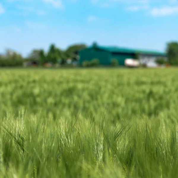 Barley Farm Cultivated Landscape Farmhouse Background Selective Focus — Stockfoto