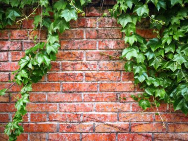 English ivy plant creeping on the red brick wall, urban street backgrounds with copy space included, design element