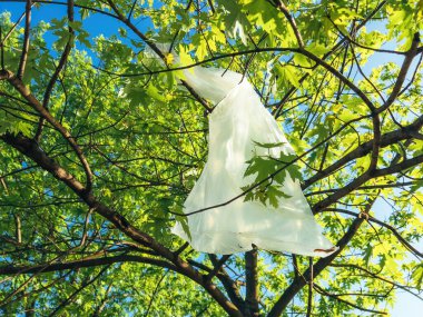 Kirlilik ve çöp, beyaz plastik alışveriş torbası yazın ağaçların tepesindeki dallara sıkışmış, atık madde uygun olmayan bir yere atılmış.