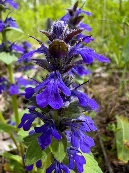 Blue Bugle Ajuga Reptans Herbaceous Flowering Plant Native Europe Selective — 图库照片