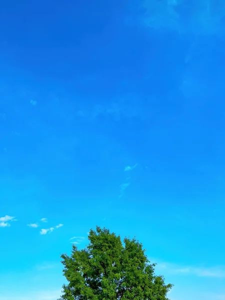 Árbol Caducifolio Verde Con Rico Follaje Exuberante Contra Cielo Azul — Foto de Stock