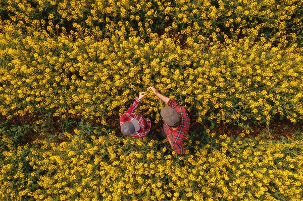 Top View Two Farm Workers Examining Crops Blooming Rapeseed Field — Stock Photo, Image