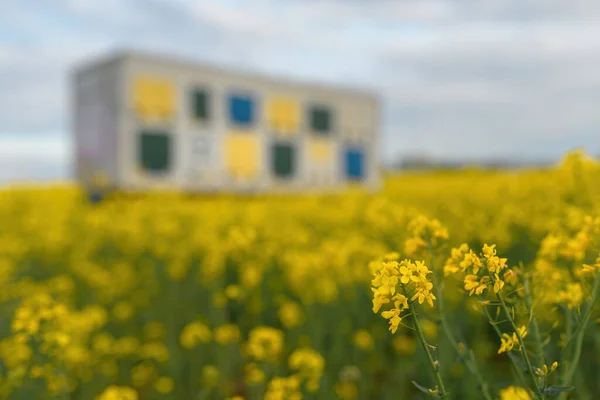 Beehive Trailer Blooming Rapeseed Field Springtime Sunset Selective Focus — Stock Photo, Image