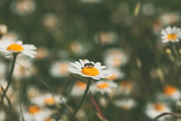 Vit Tickseed Oxeye Tusensköna Vild Blomma Ängen Solig Vårdag Selektivt — Stockfoto