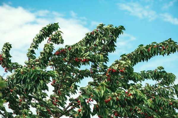 Třešňové Prunus Avium Větve Stromů Plné Zralého Červeného Ovoce Létě — Stock fotografie