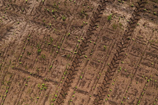 Tractor Tyre Track Pattern Imprint Soil Cultivated Corn Crop Field — Stock Photo, Image