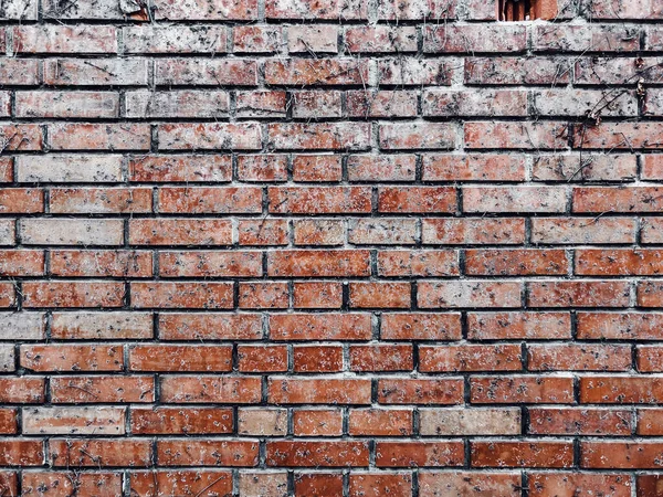 Oude Muur Met Gedroogde Giftige Klimop Restjes Bakstenen Als Stedelijke — Stockfoto