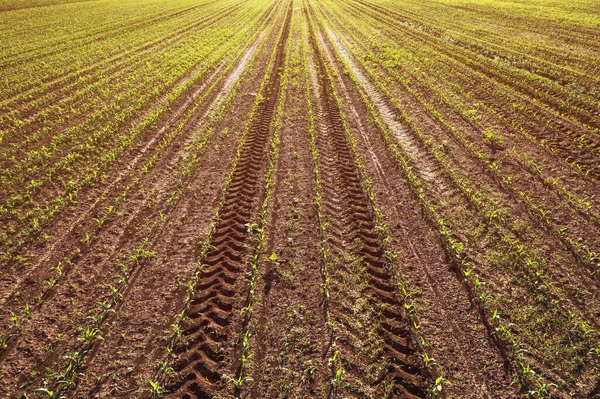 Aerial View Corn Maize Crop Sprouts Cultivated Agricultural Field Drone — Foto Stock