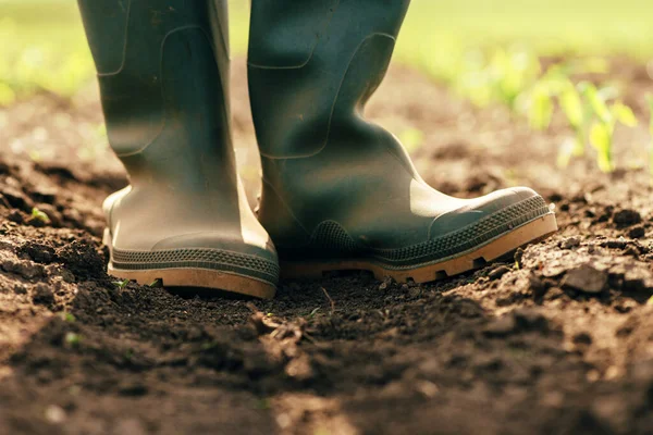 Close up of farmer in rubber boots standing in the corn sprout field, selective focus