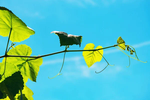 Common Grape Vine House Back Yard Summer — 图库照片