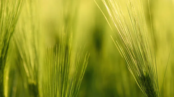 Grünes Unreifes Gerstenfeld Hordeum Vulgare Auf Dem Land Selektiver Fokus — Stockfoto