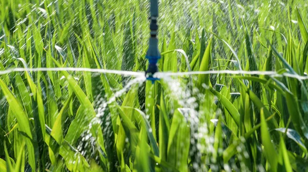 ソルガム作物プランテーション灌漑 選択的焦点で閉じる — ストック写真