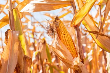 Fusarium mısır gevreği kulak çürüğü hasarı. en yaygın mısır hastalığı, seçici odaklanma